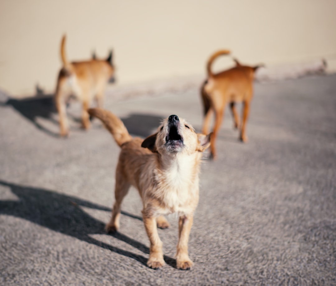 Photo Animal Training