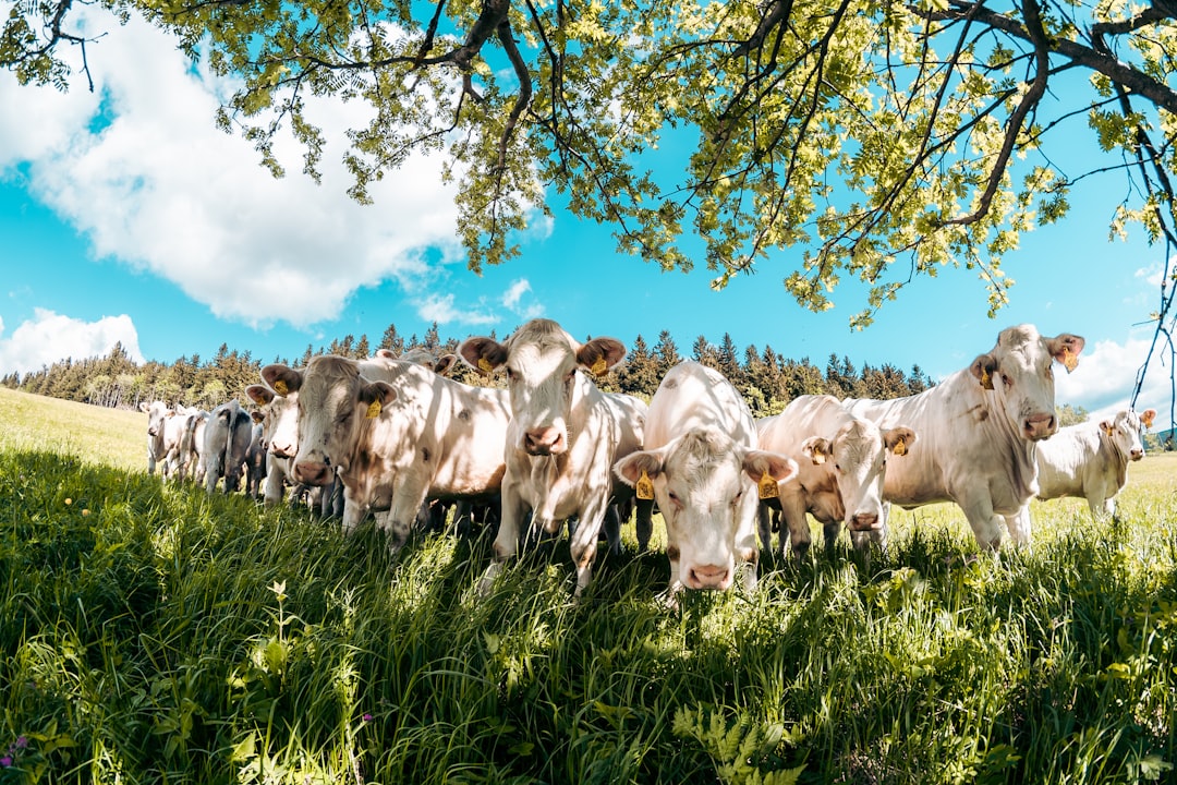 Photo Animal breeding farm